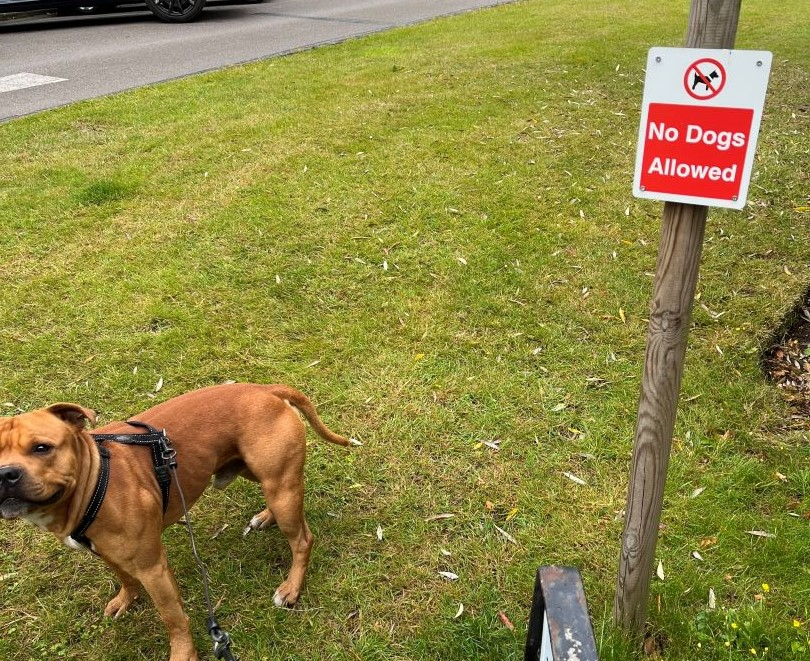 Warm dog poop and glimmers of&nbsp;hope.